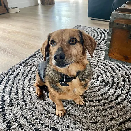 Alojamento de Acomodação e Pequeno-almoço Douceur Angevine